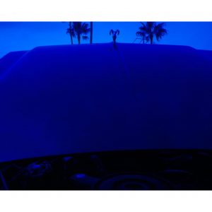 Some Palm Trees (in Blue)